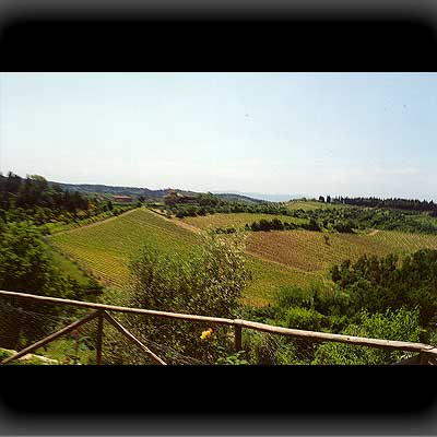 Hier wächst der Chianti