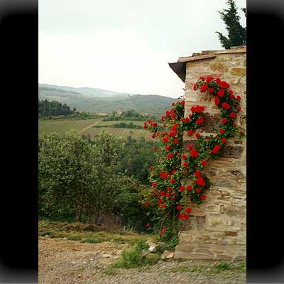 Rosen und Wein