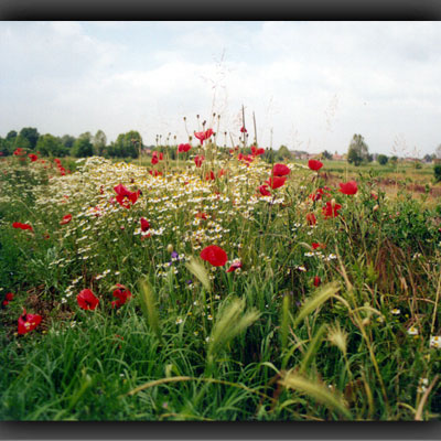 Mohn am Straßenrand