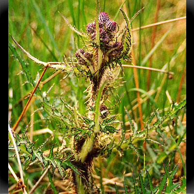 Schottisches Nationalsymbol: die Distel
