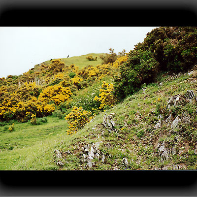 Überall blüht Ginster
