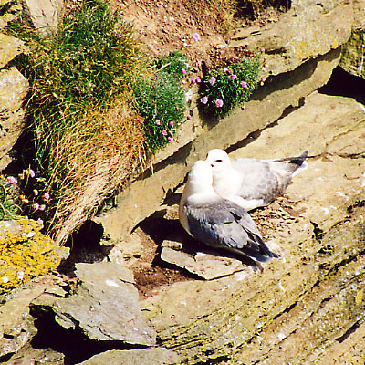 Brütendes Mövenpaar