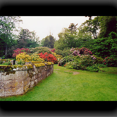 Rhododendren im Garten von Scone Palace Rhododendren im Garten von Scone Palace