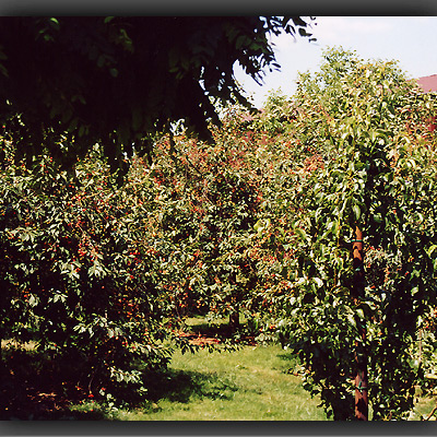 Kirschen im Alten Land
