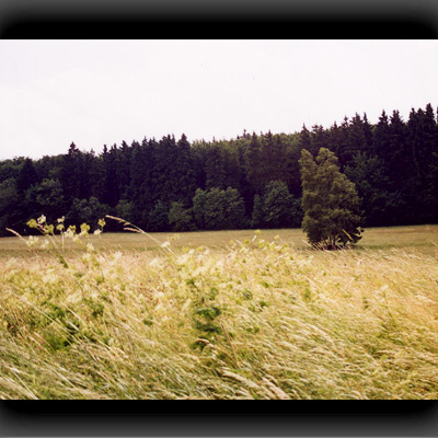 Im Harz
