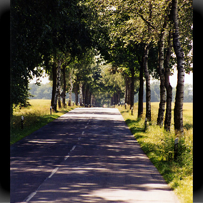 Allee in der Lüneburger Heide