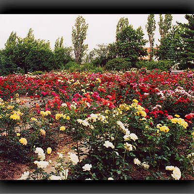 Rosarium