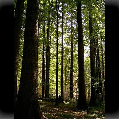 Im Wald