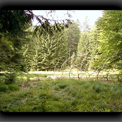 Naturbelassener Wald