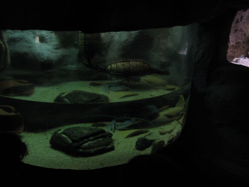 Sea Live Konstanz: Flusskrebs