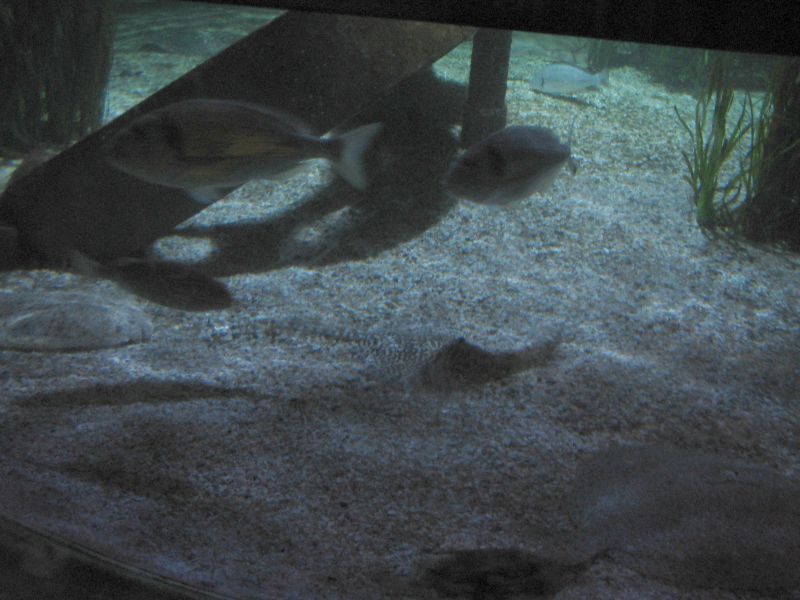 Sea Live Konstanz: Schollen