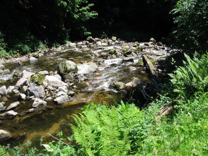 Kühler Bach in der Sommerhitze