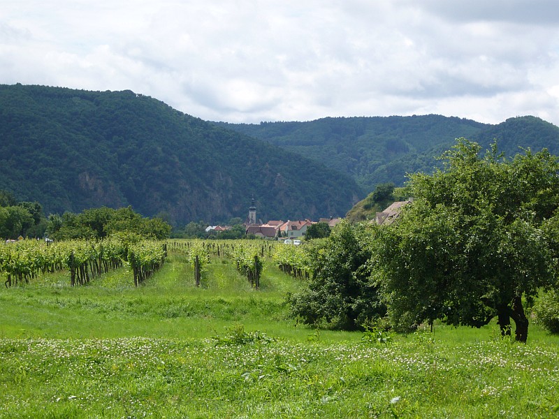 Weinreben im Donautal