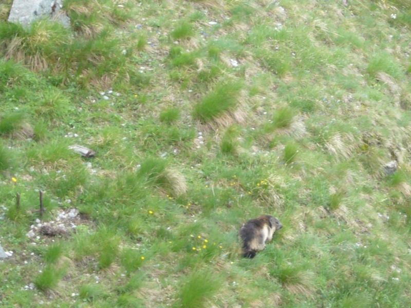 ... und Murmeltiere ... und Murmeltiere