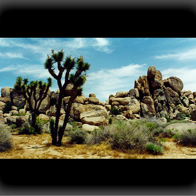 Joshua Tree NP