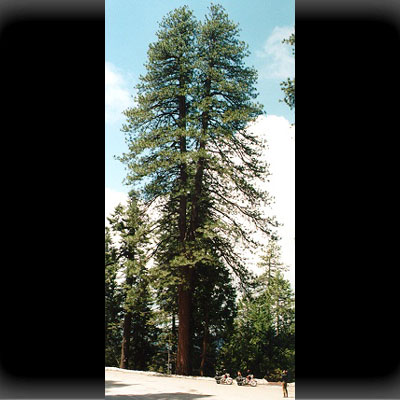 Sequoia Tree