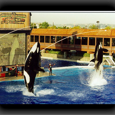 Shamu