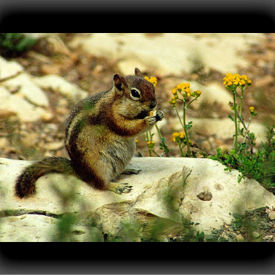 Squirel - Streifenhörnchen